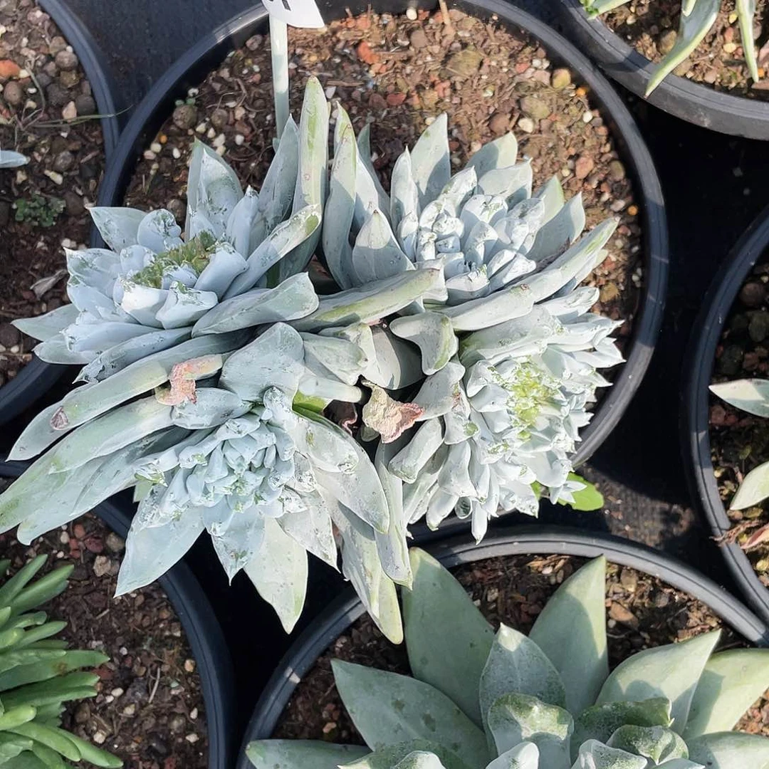 预*帕翠莎杂交老桩8845