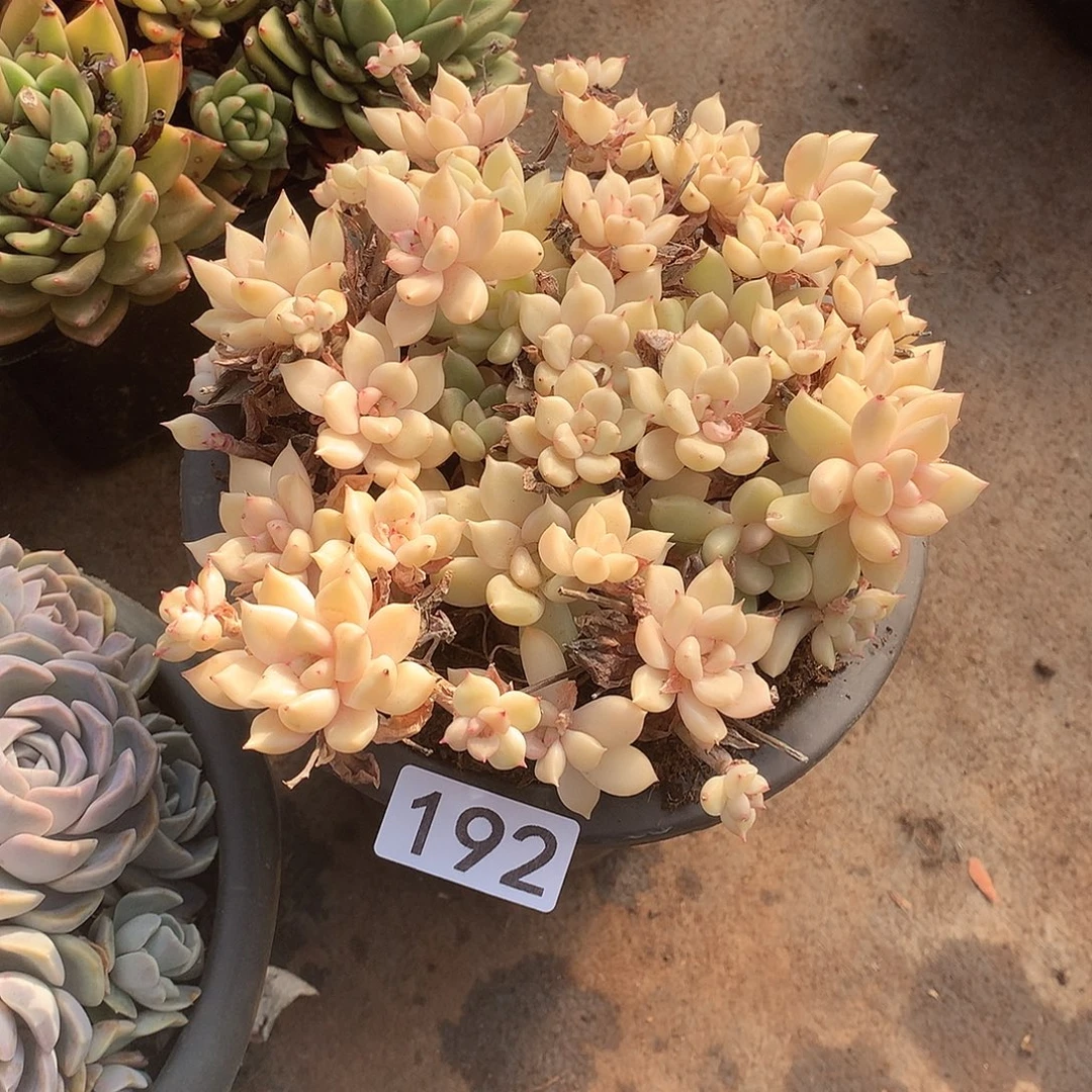 192 一物一拍多肉