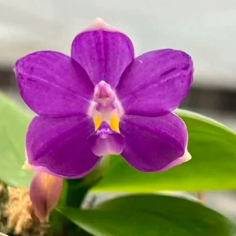 台湾原生蝴蝶兰实生1.7苗不带花，（仅是苗）基地直发