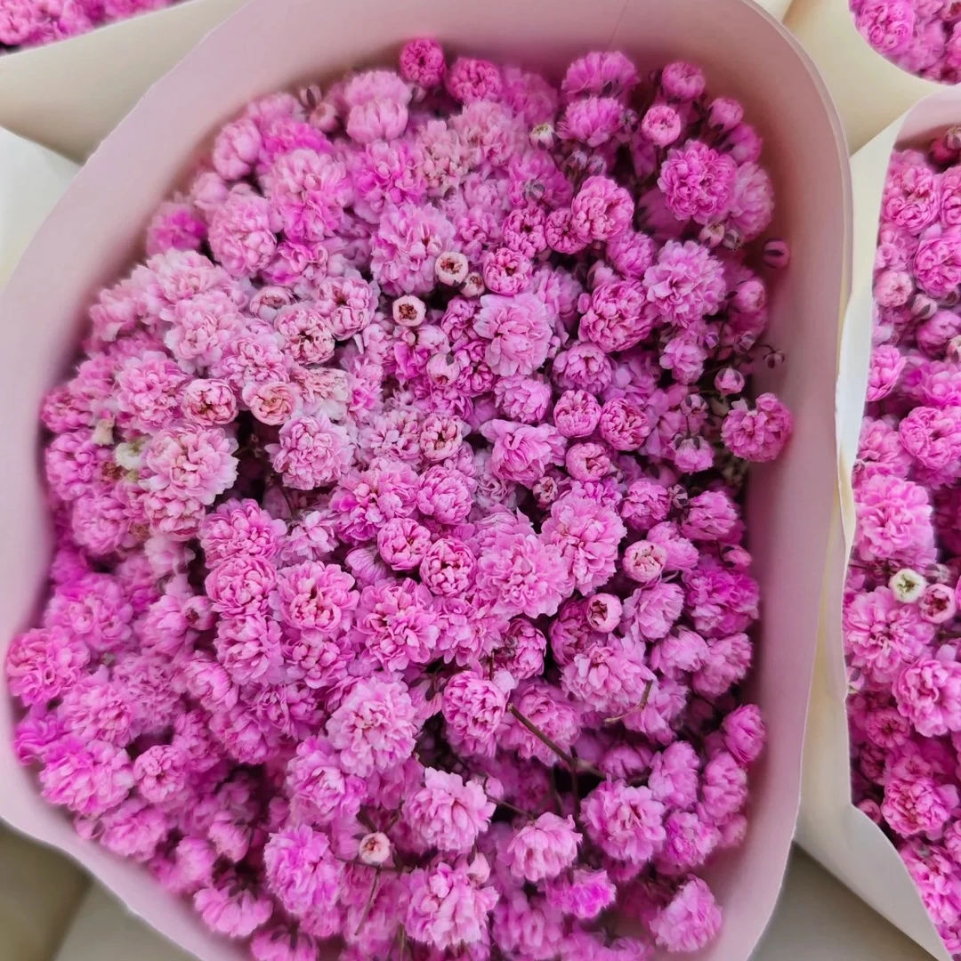 单京东顺丰包邮）4支A级，粉色满天星，同品质买贵包退。一单也包邮