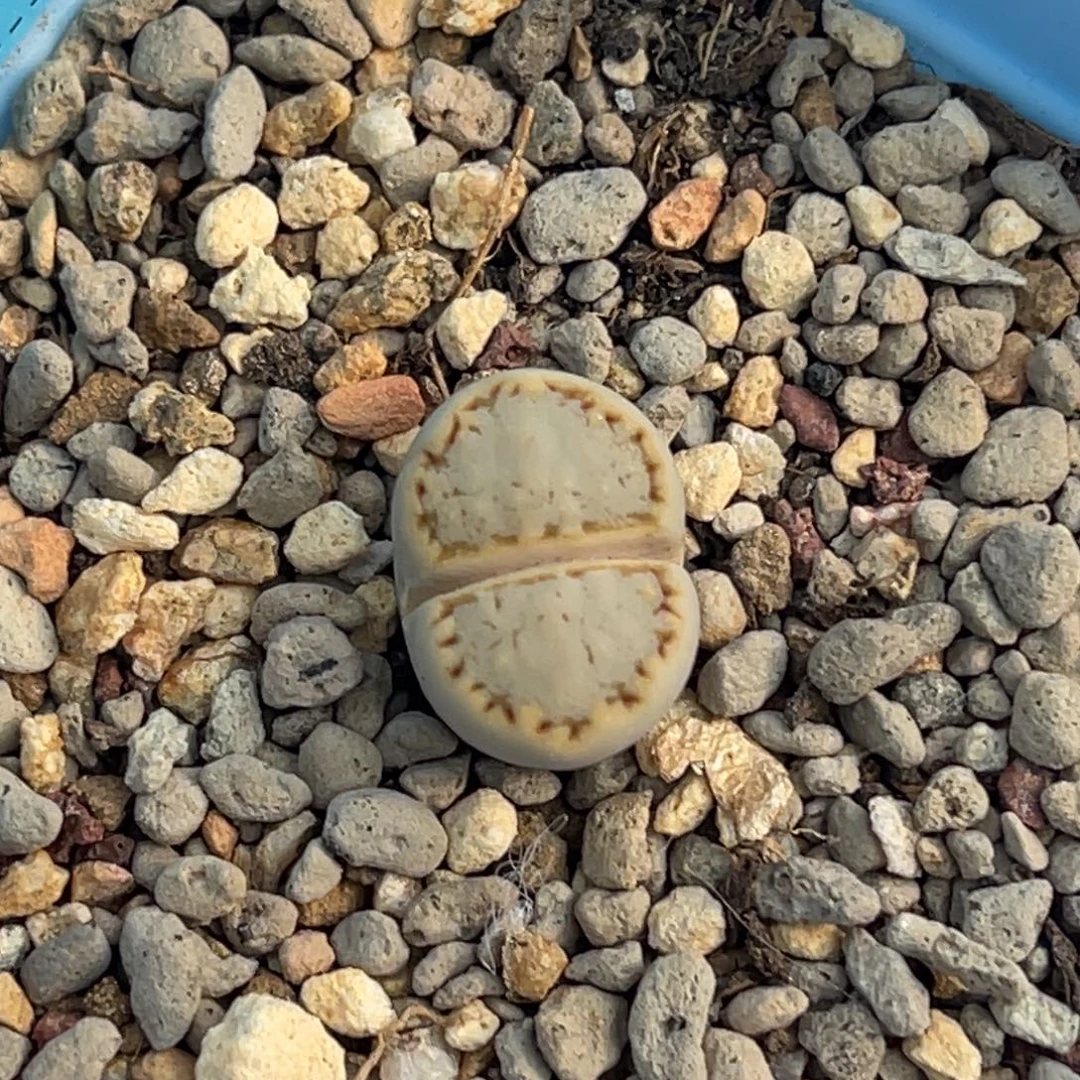 8317糖霜饼干一颗。