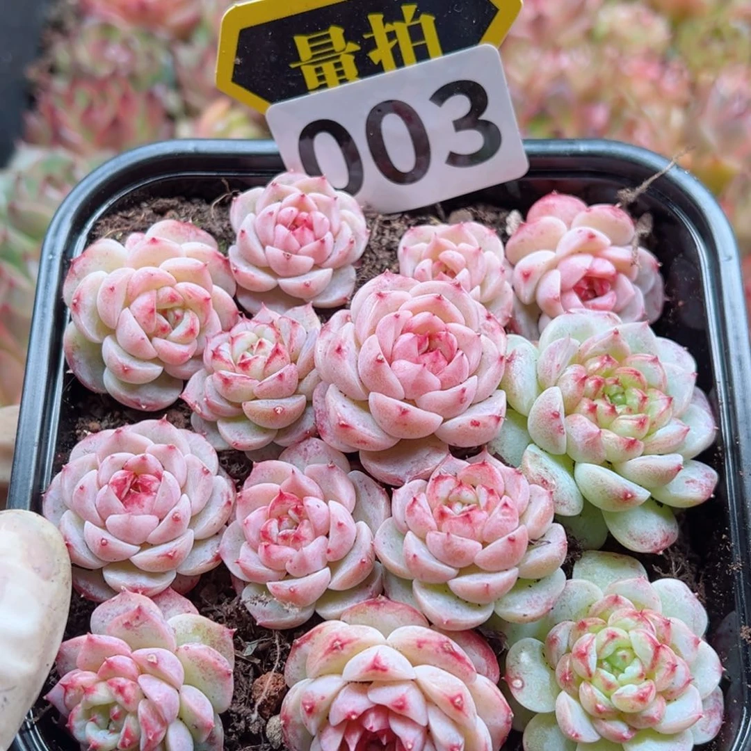 多肉植物多肉植物