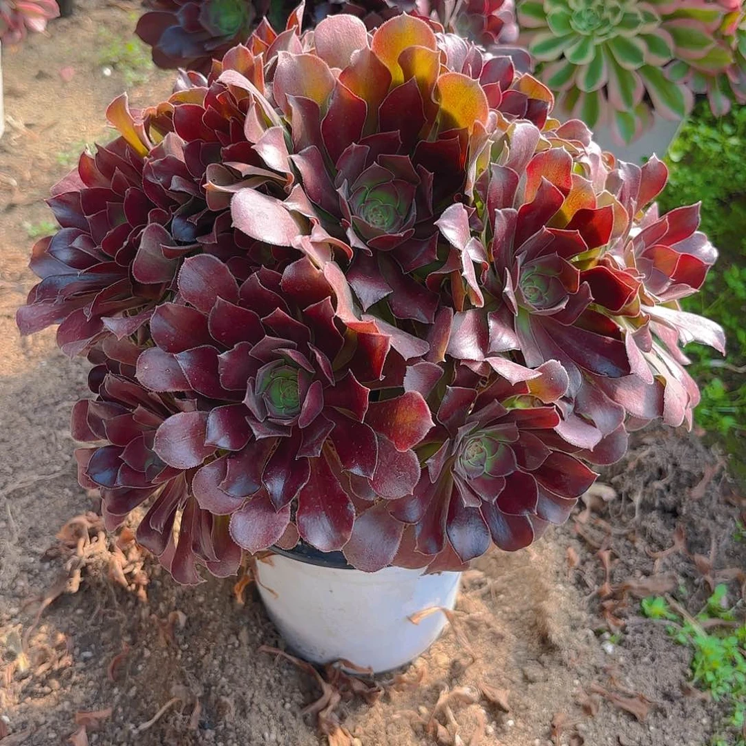 红玫瑰手捧多肉植物