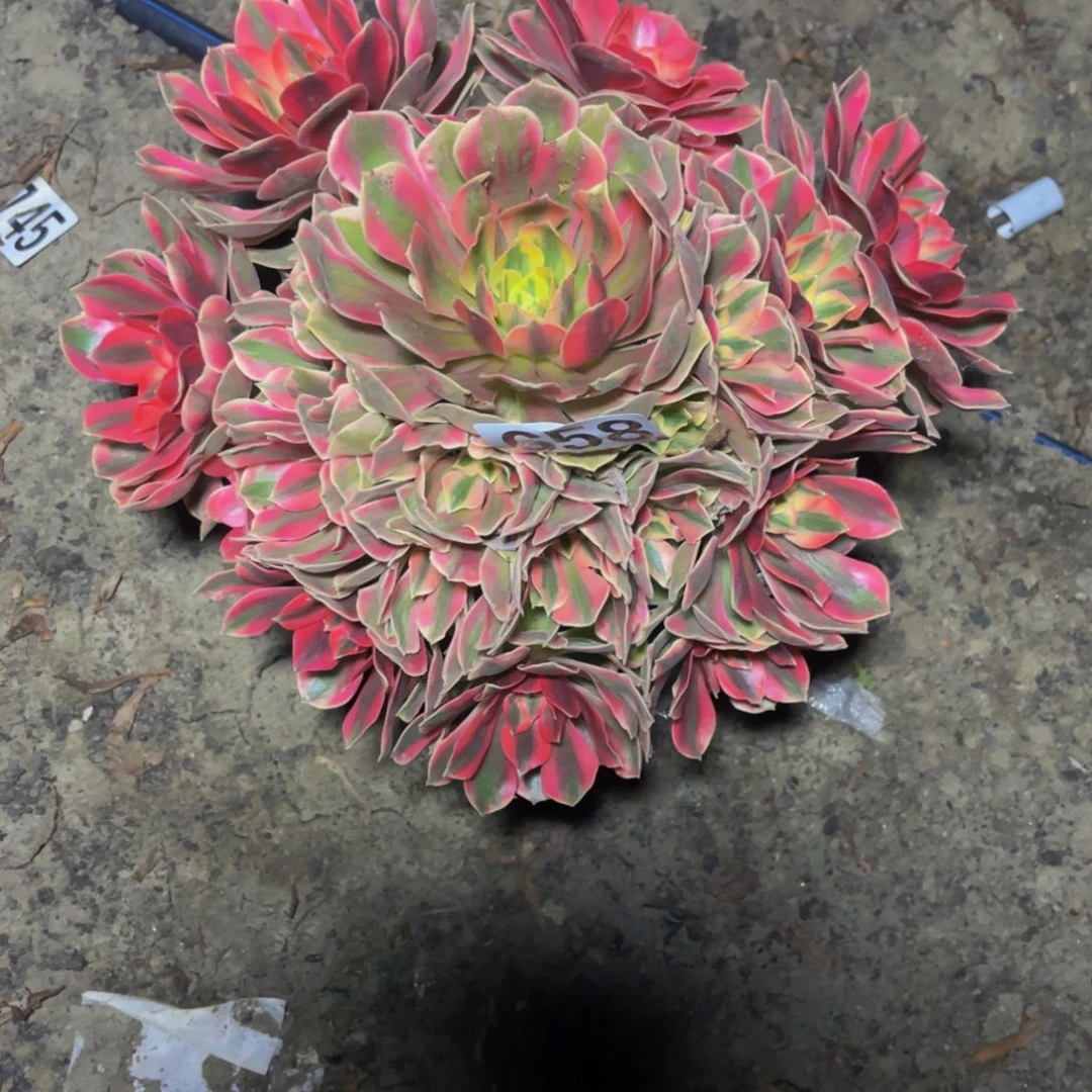 女妖法师16////26包邮