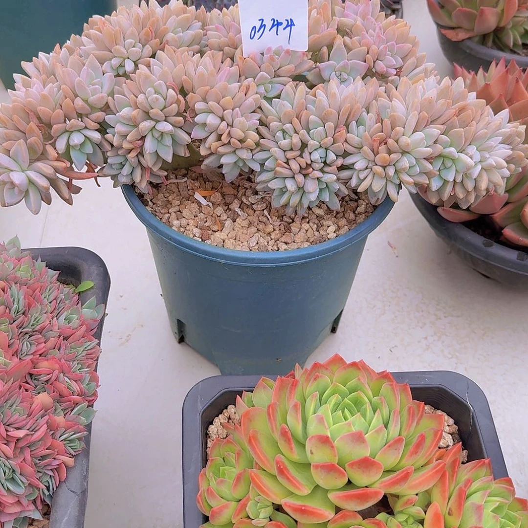 芷***汀0344淡雪缀多肉植物