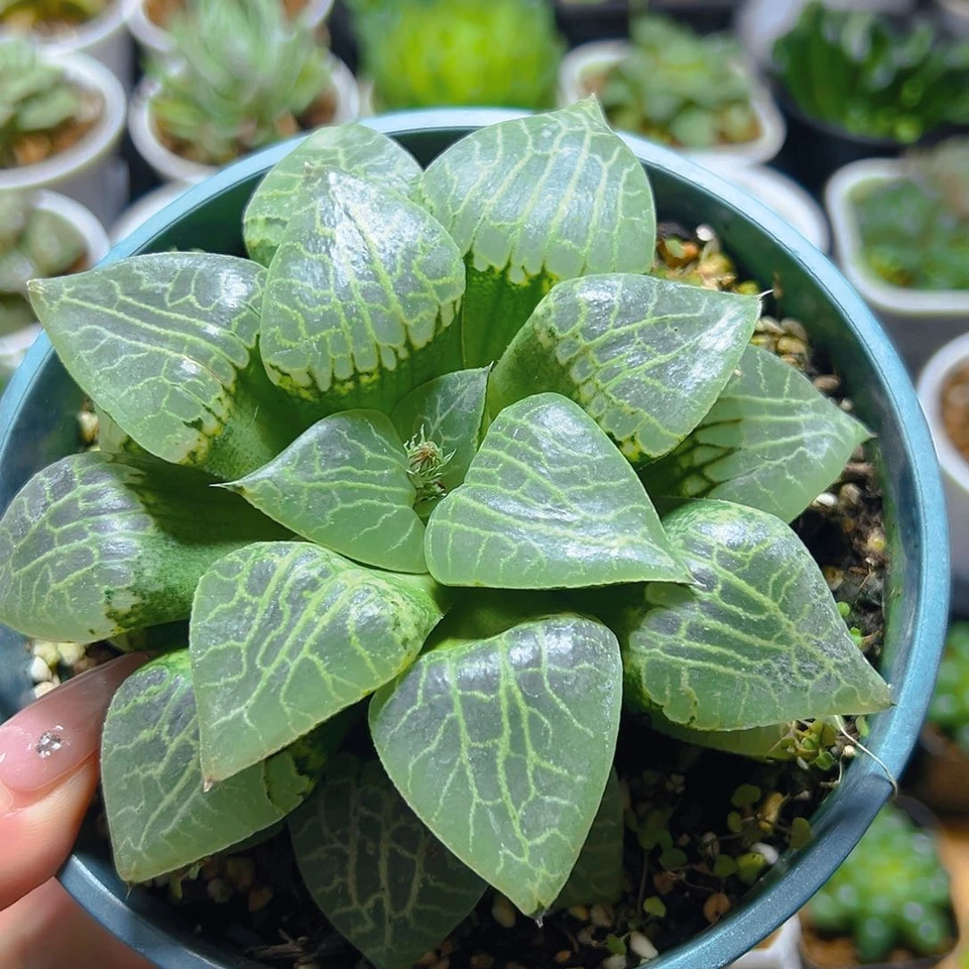 加仑盆康平玉露多肉多肉一颗