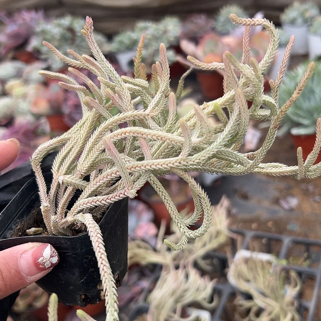 多肉植物小银龙单头