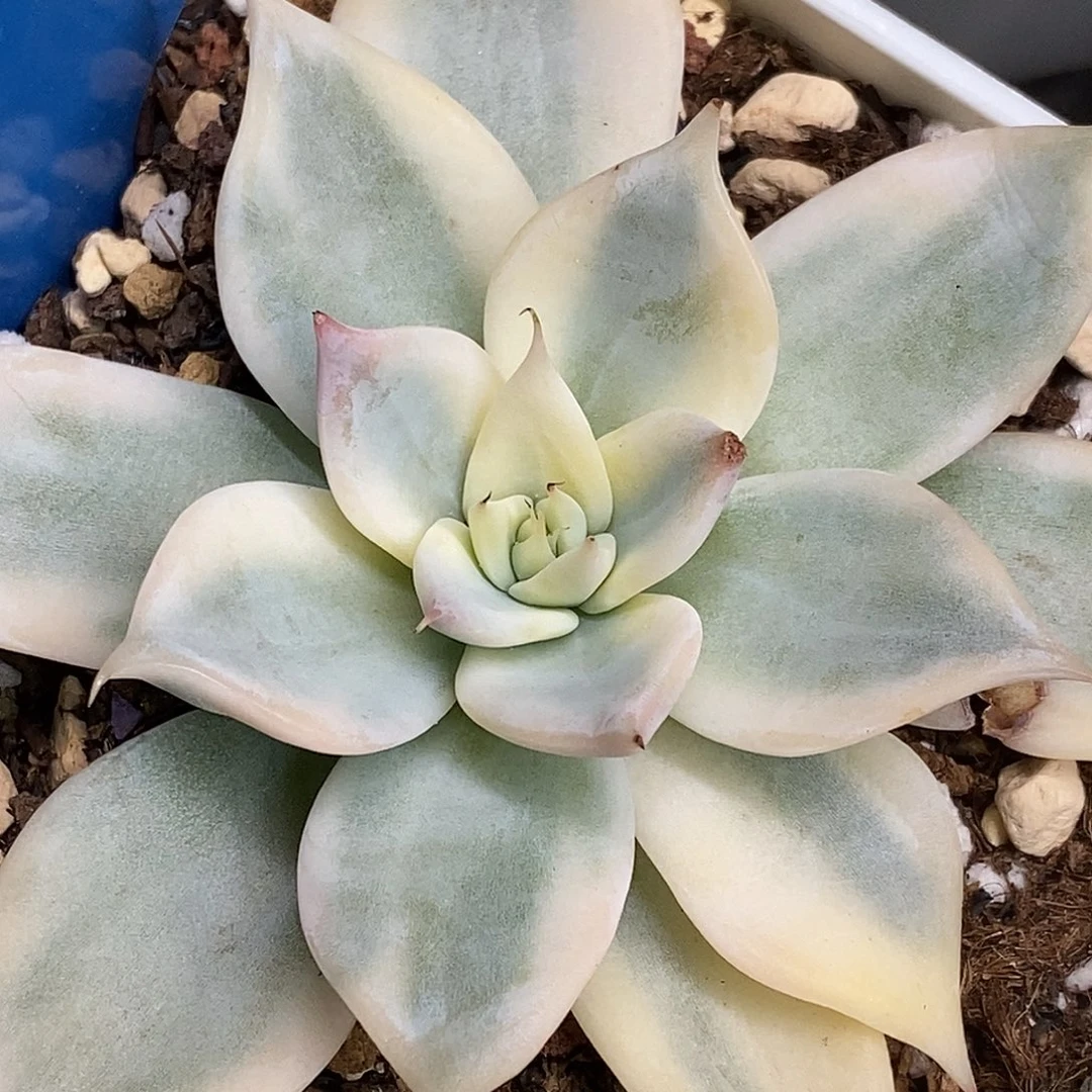 巨人锦一物一拍，