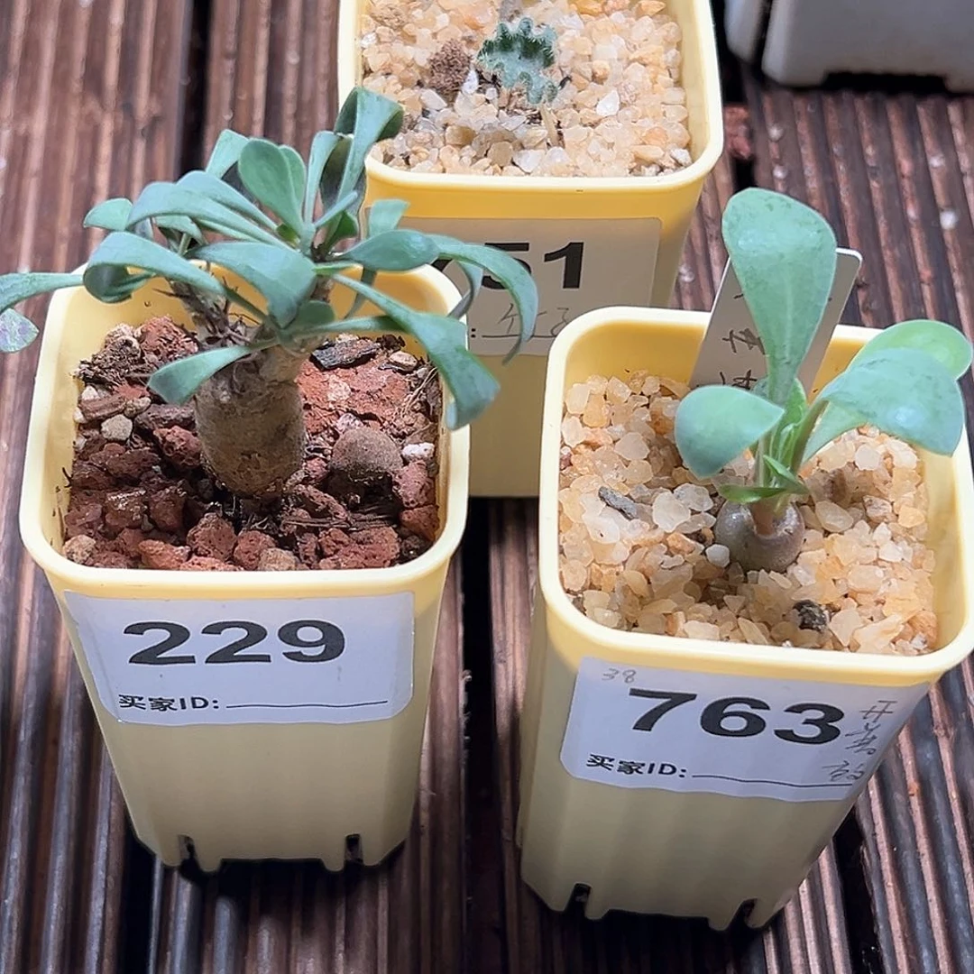 ?***·嘿鬼殿➕开普敦➕波动