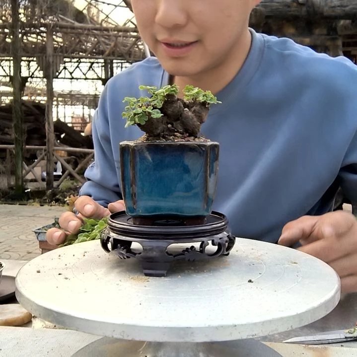 C*小盆景小植物一物一拍248