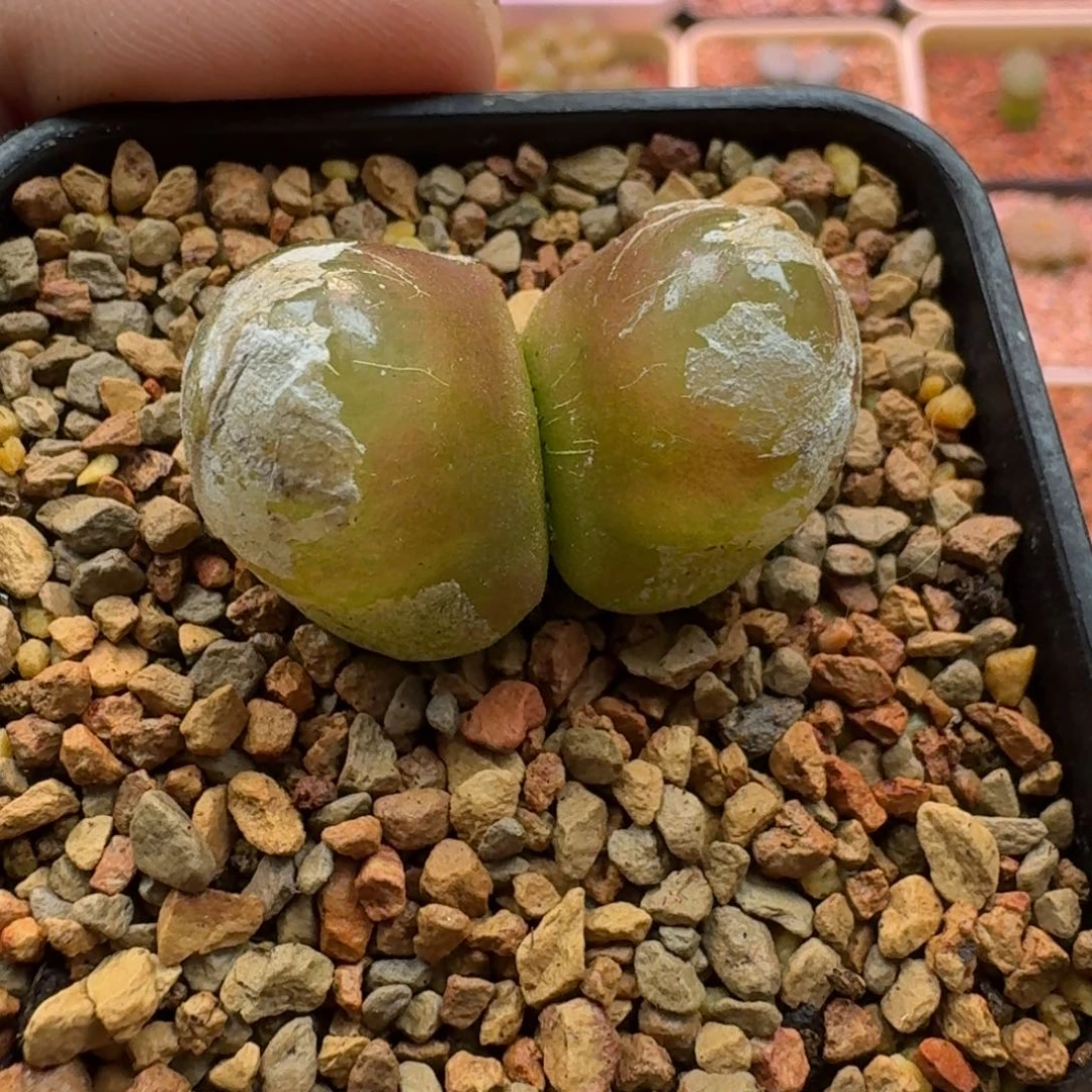 云缦精品番杏17.31 双头灯泡