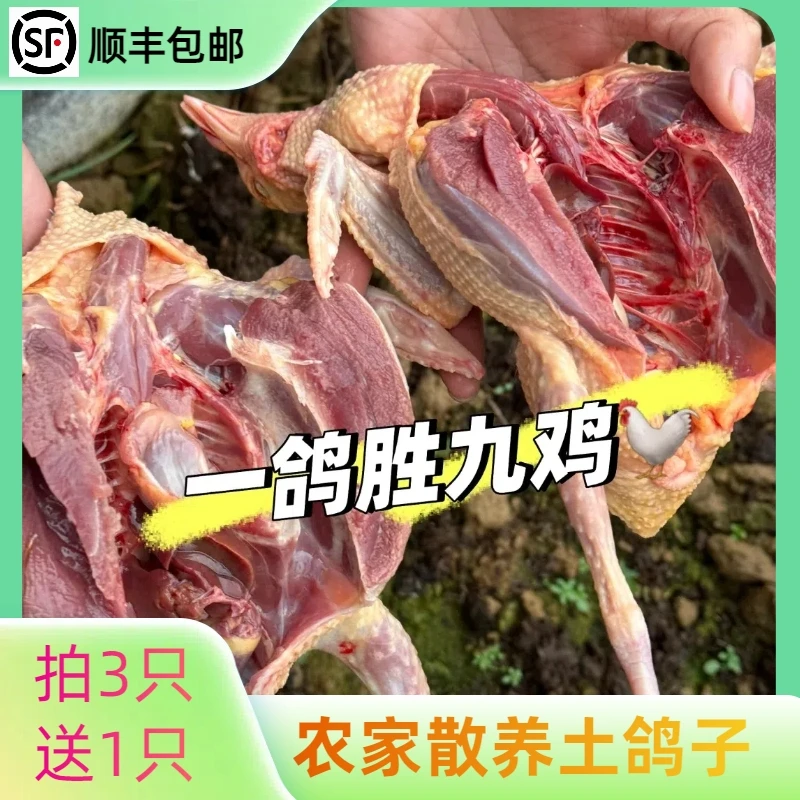 【顺丰】新鲜土鸽子拍3只送1只 到手4只
