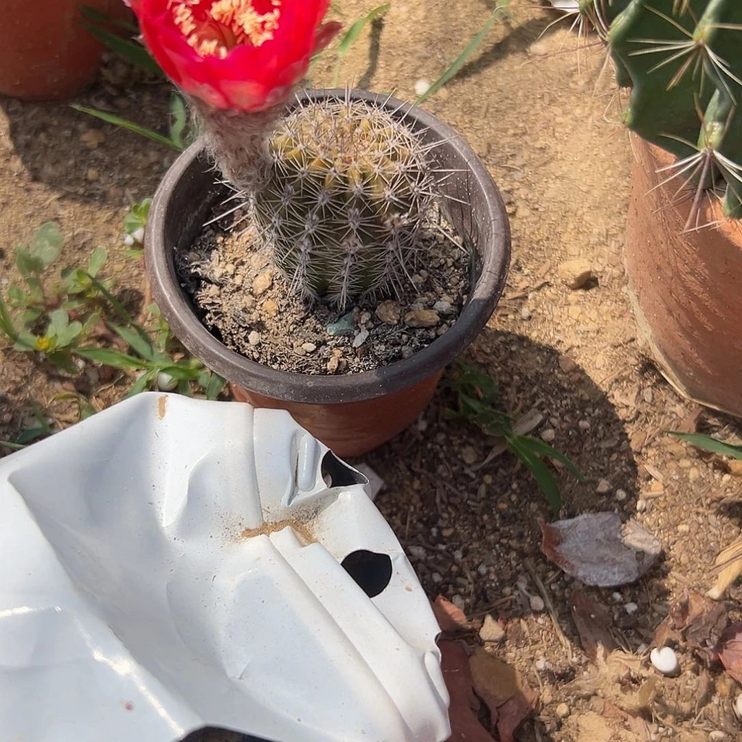 多肉植物丽花系列