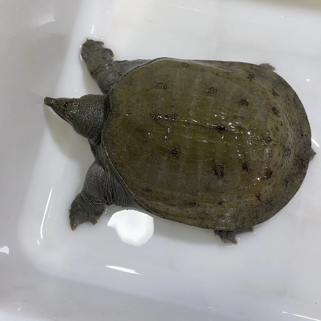 中国大陆野生甲鱼包邮