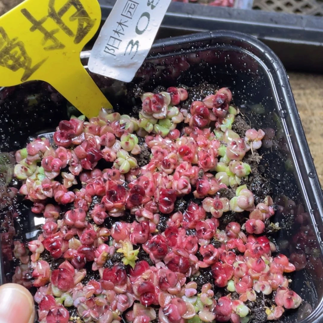 量拍多肉植物多肉植物308