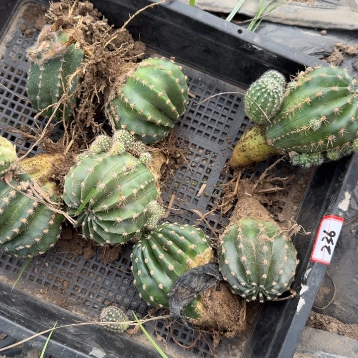 236筐拍根歪斑掉侧牙无售后