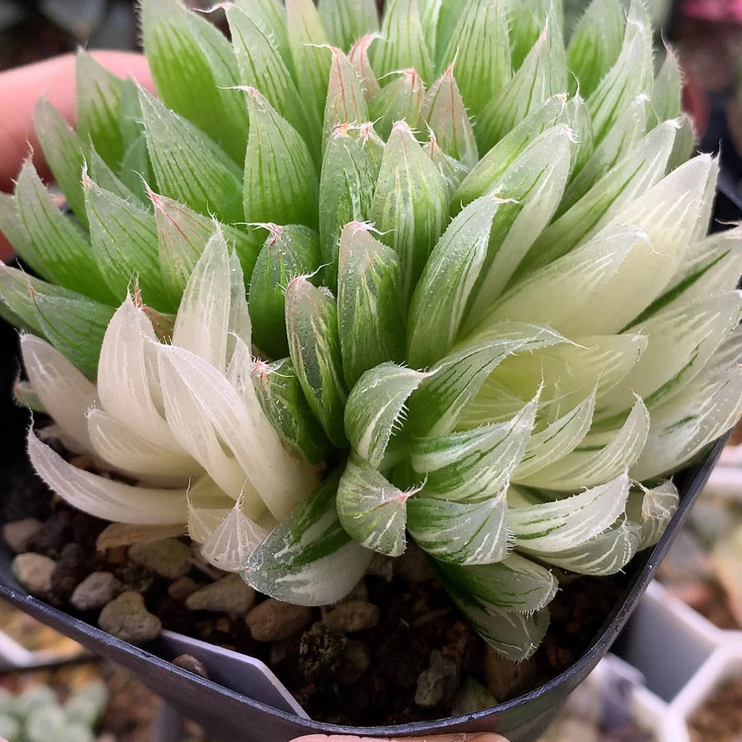 实生原始种玉露锦带盆土发货