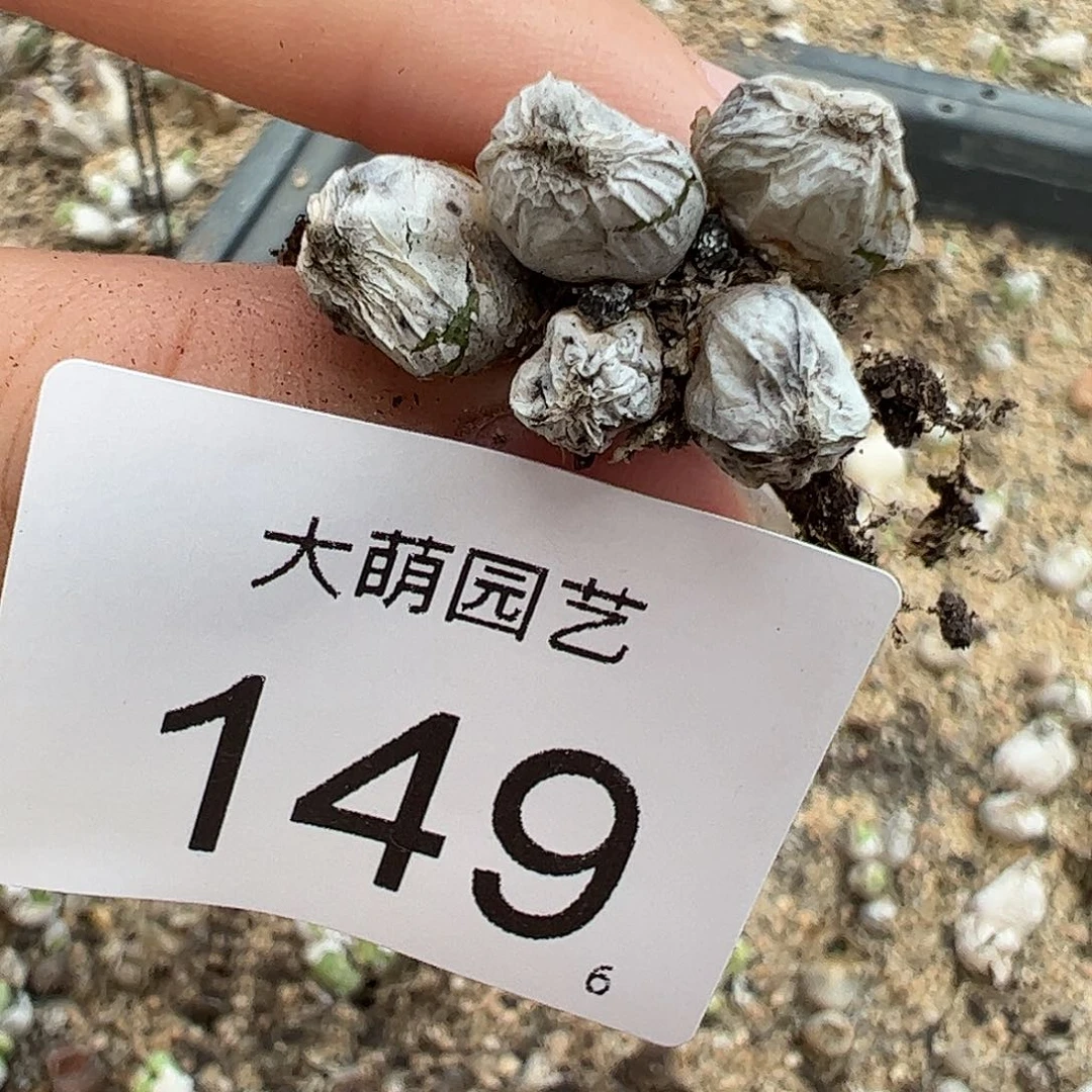 0000149 一物一拍母本草莓斑马