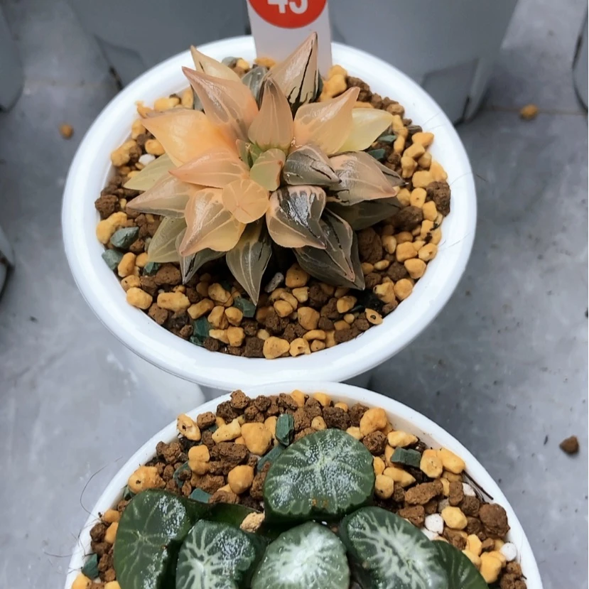 【闪购商品】西瓜翡翠龙锦43