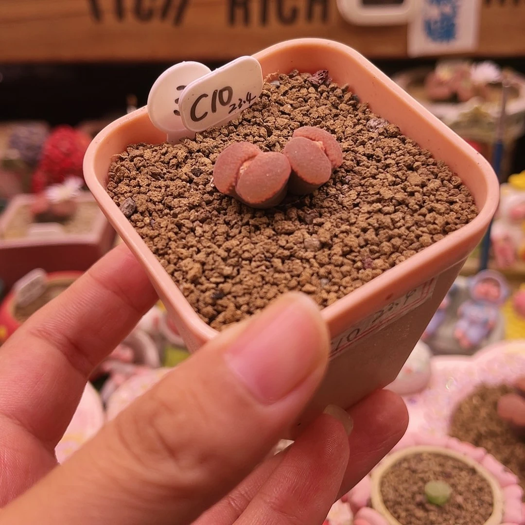 6年双头C10包品种包白花可带盆土发货