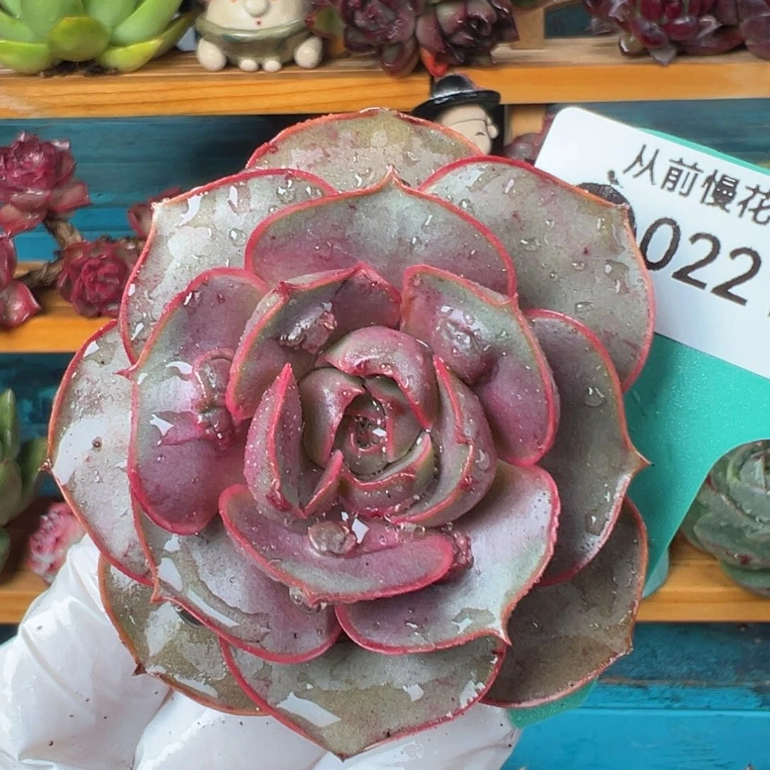 从前慢多肉精选编号0221.298