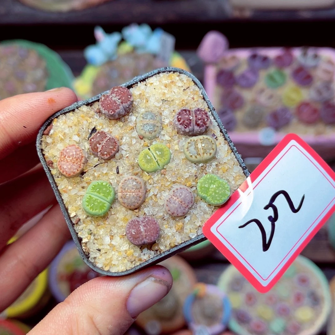 202生石花带盆发1