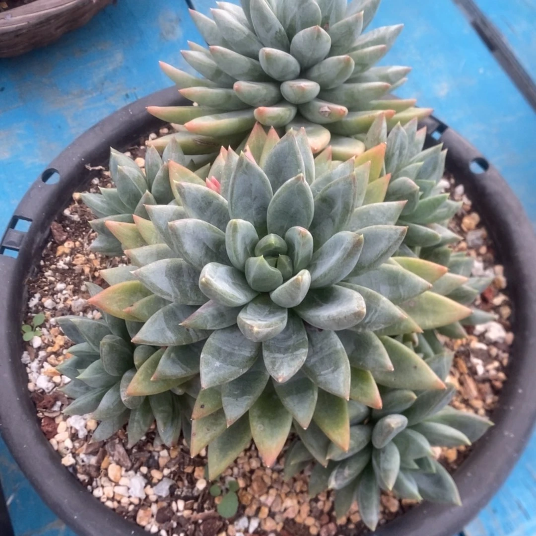 红蛋。