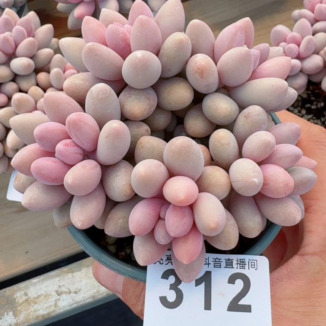 粉色恋人群生         精品多肉