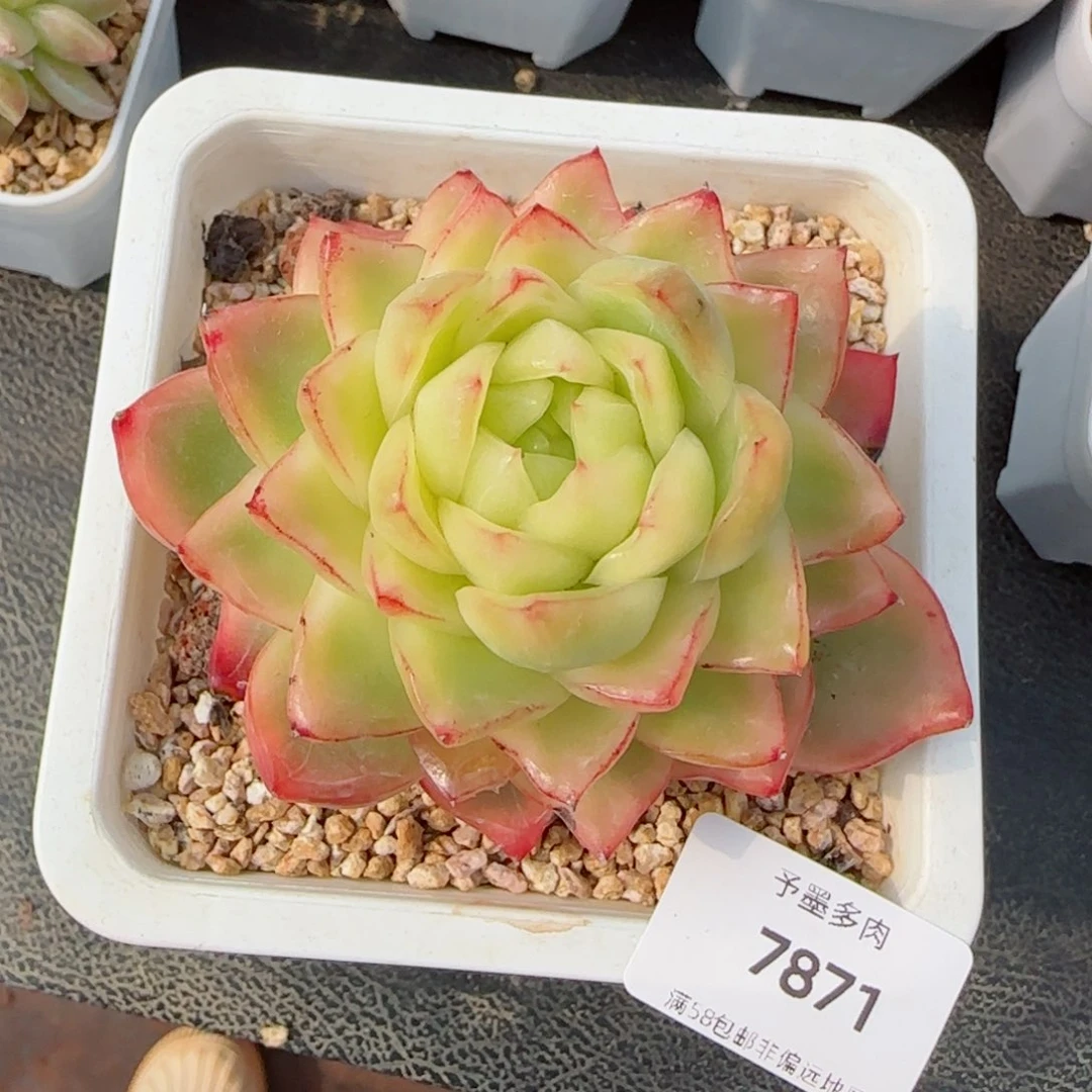 水晶珍妮锦，7871多肉植物