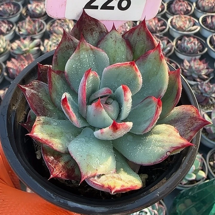 228 惊鸿仙子多肉植物6-9cm