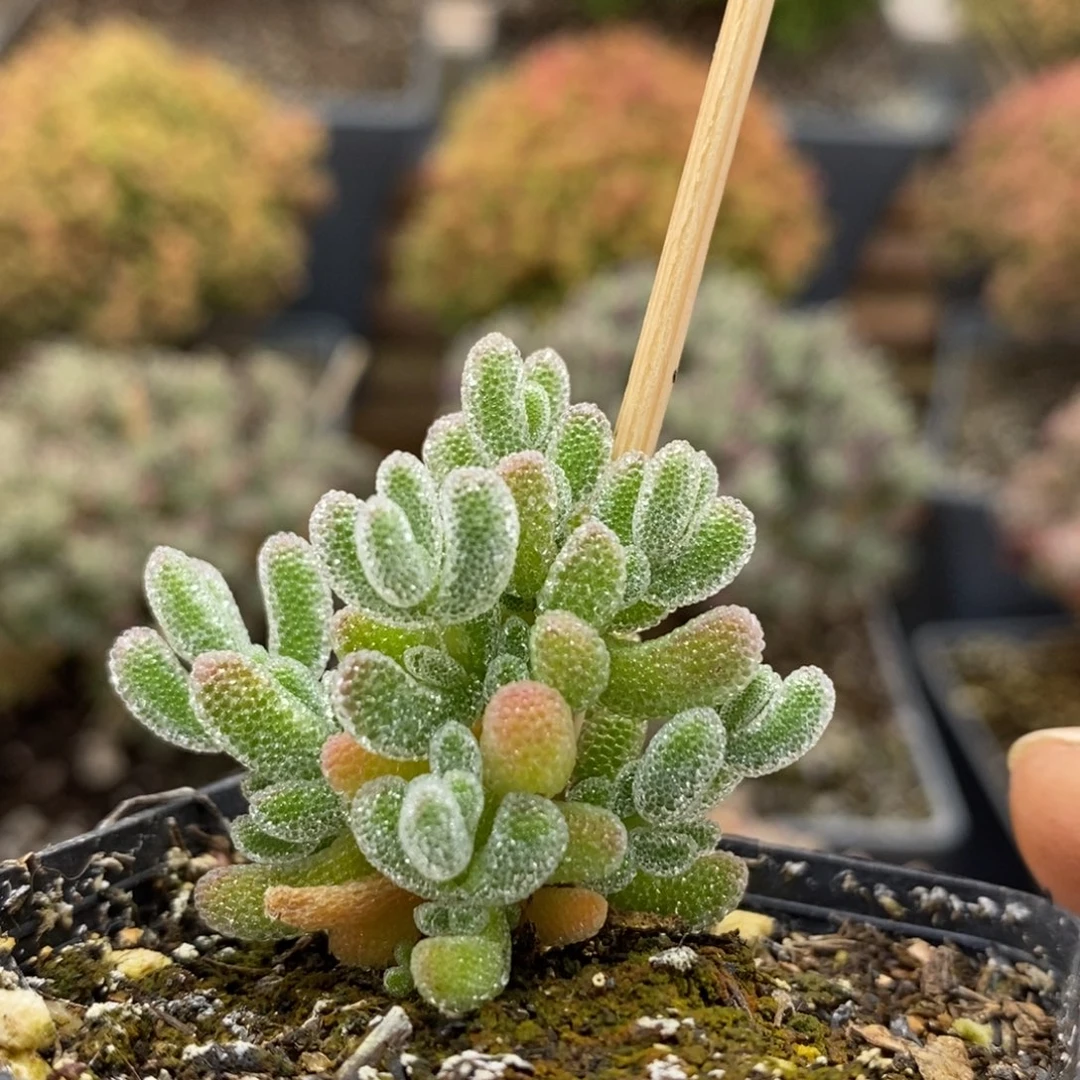 优选冰晶6590枝干番杏