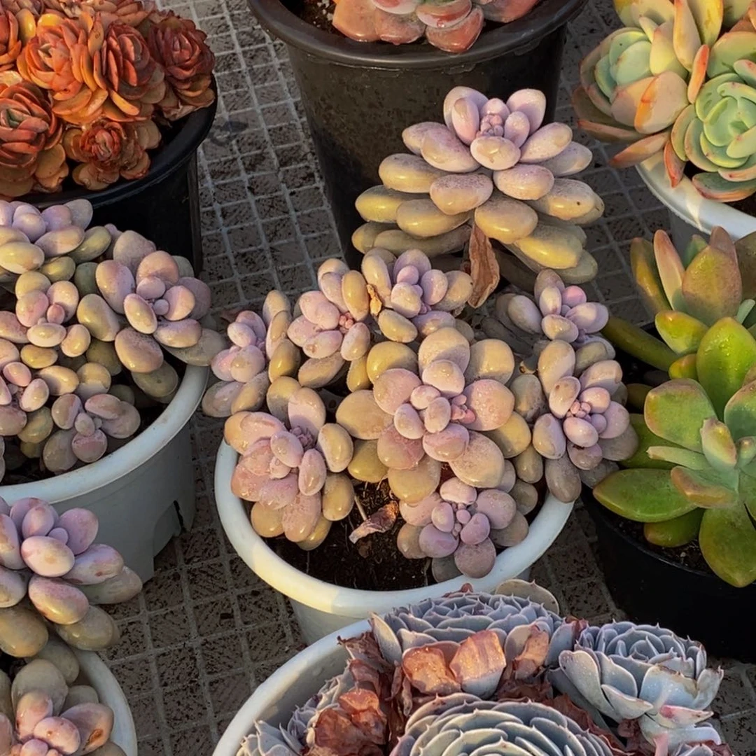 小*?48包邮一物一拍多肉植物