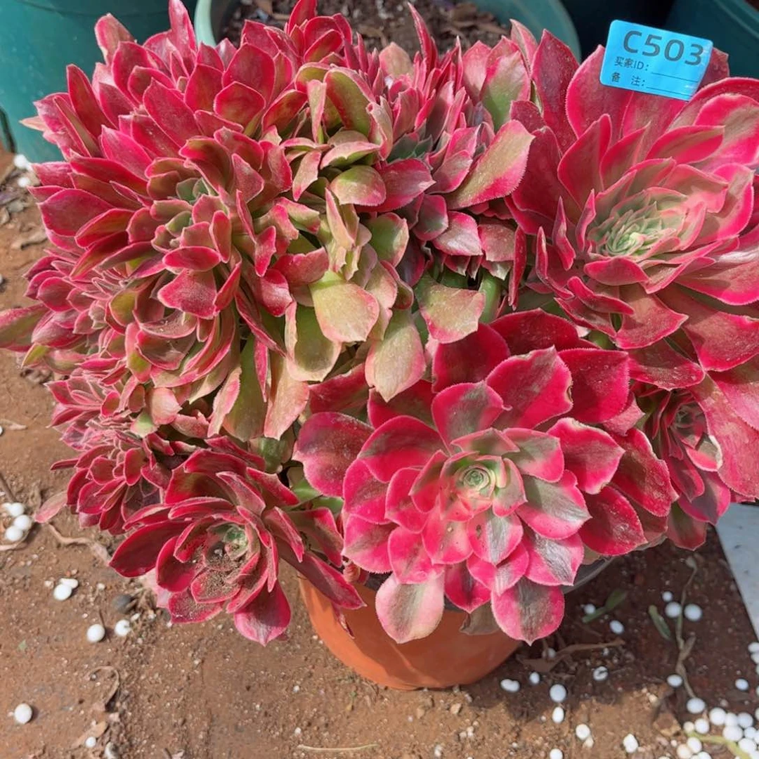 多肉植物503女郎
