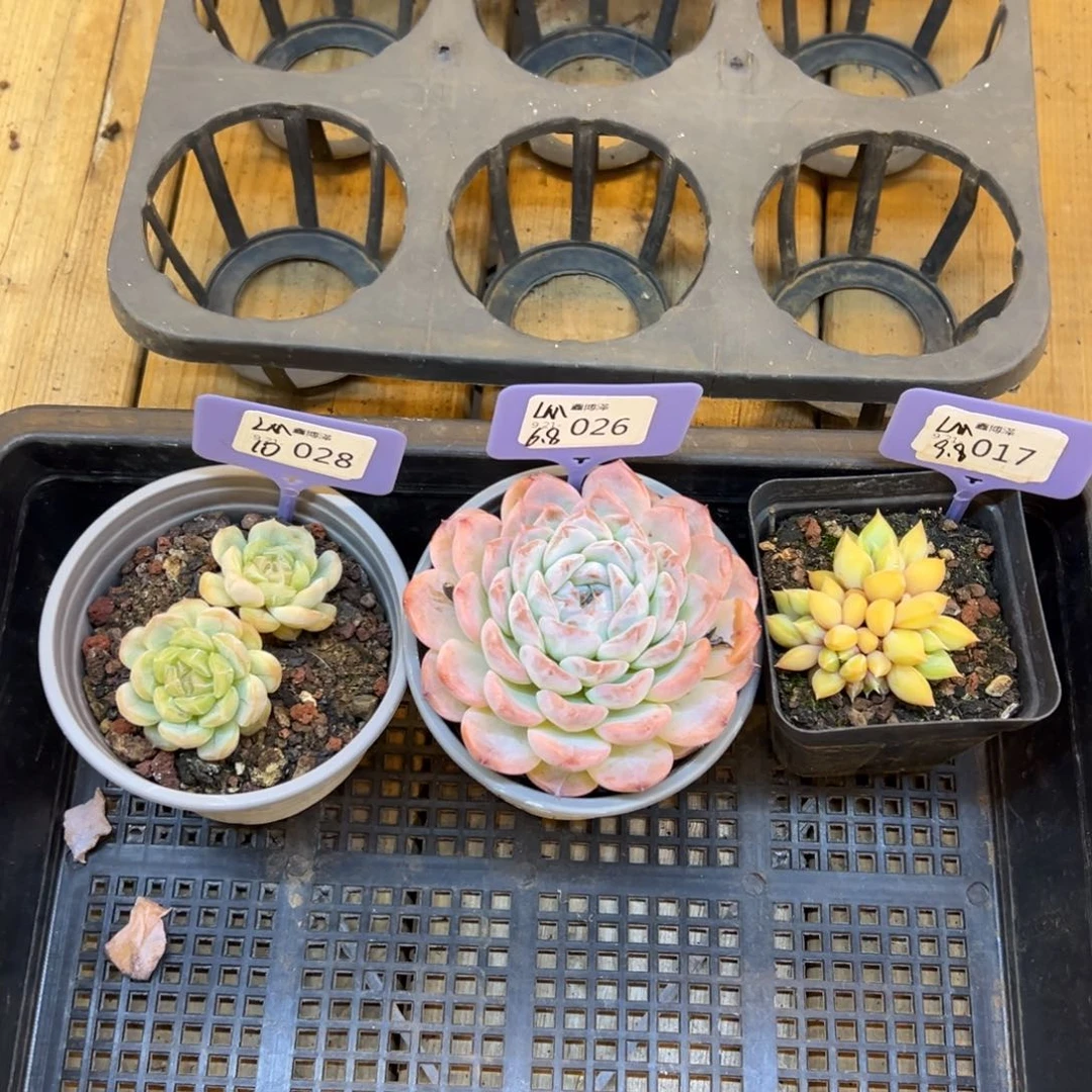 ᴥ****?定向9.21-28 26 17 三颗