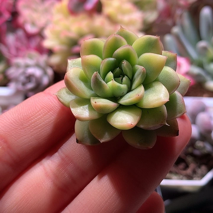 不知名腹轮锦锦锦