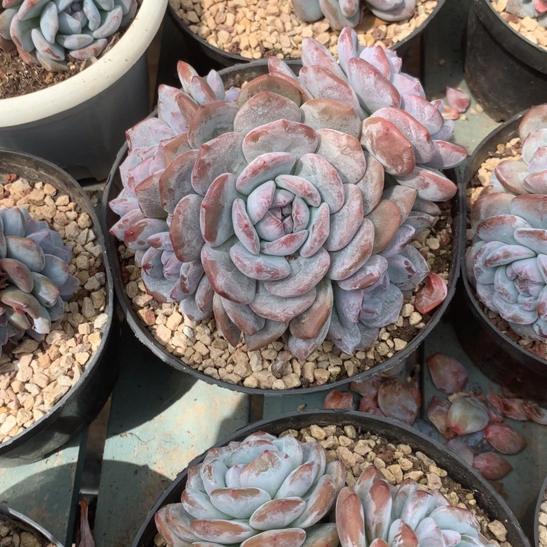 无花朵花花花花花花花花16