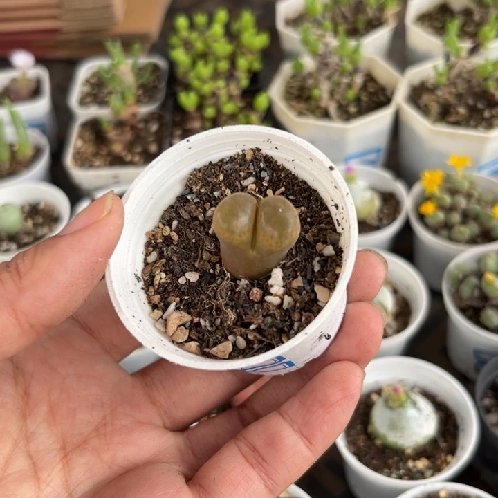 011 风铃多肉植物