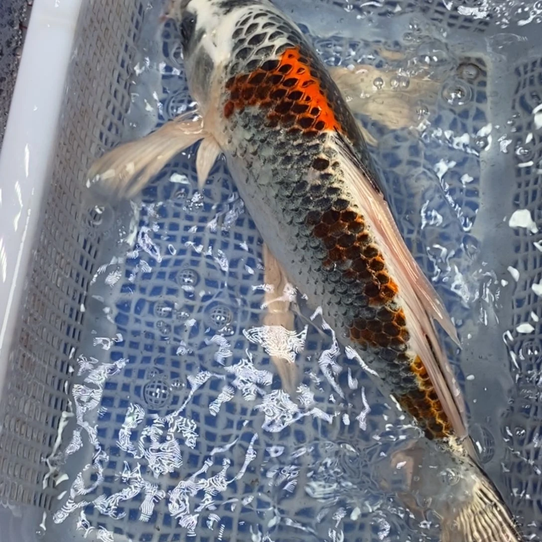 锦鲤冷水锦鲤包邮