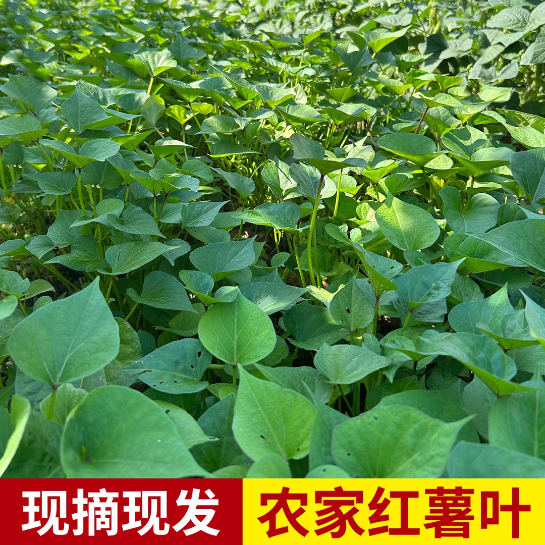 专吃叶子的红薯叶农家新鲜红薯苗叶食用番薯叶台农福薯地瓜山芋藤