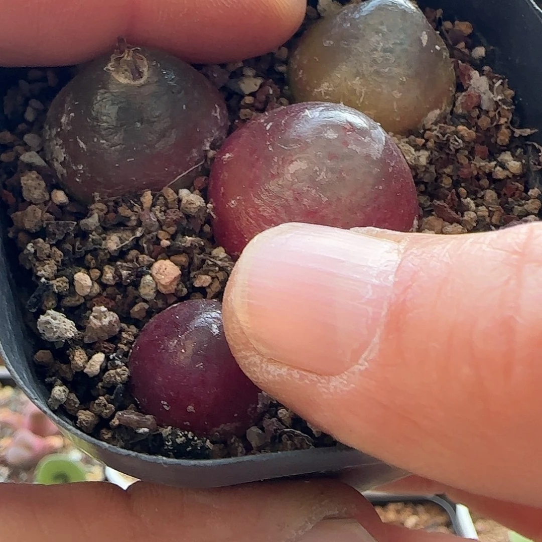 B***宝28包邮脱土发货26086