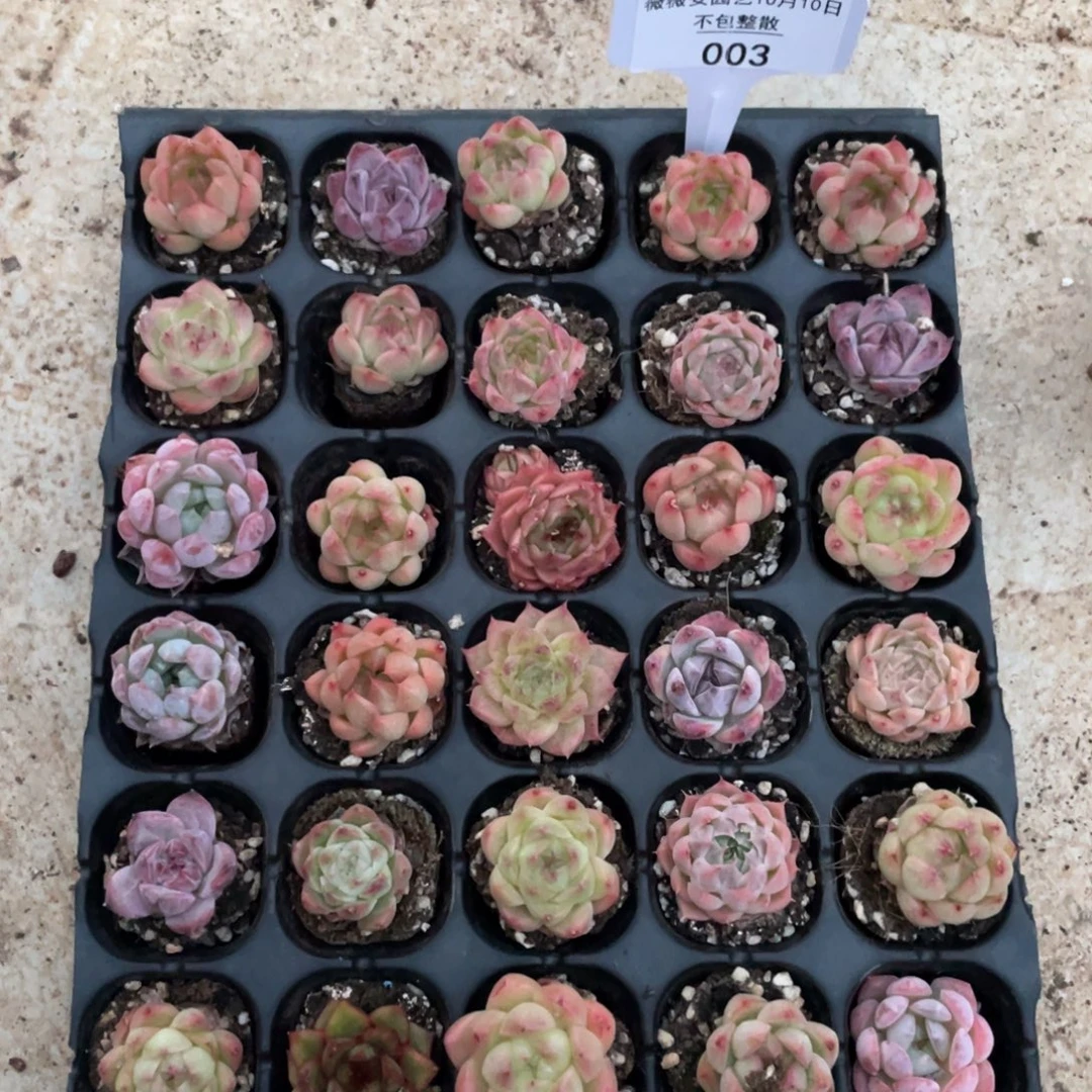 不包整散 盆子不售后003