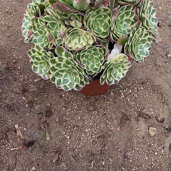 多肉海王068多肉植物