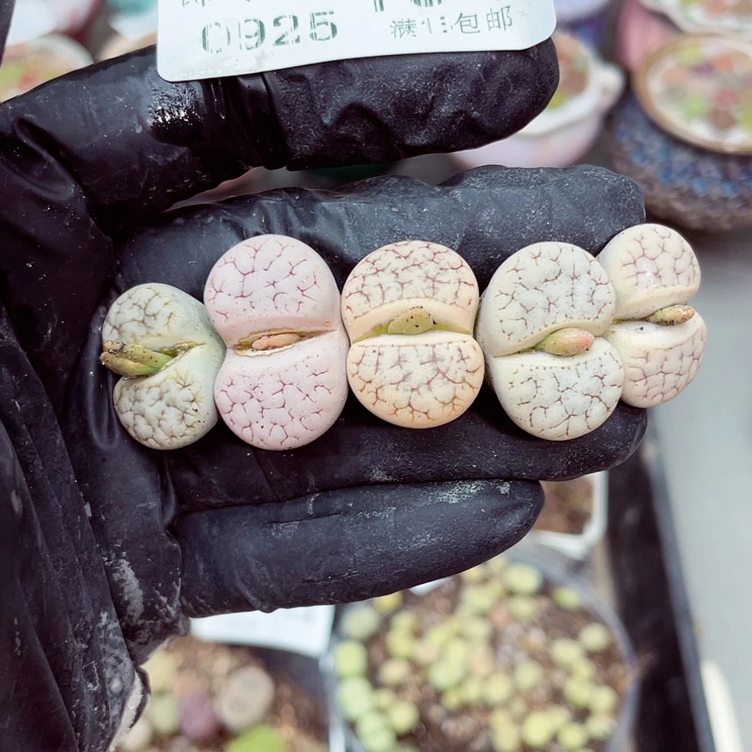 生石花满18包邮0925-150有干疤