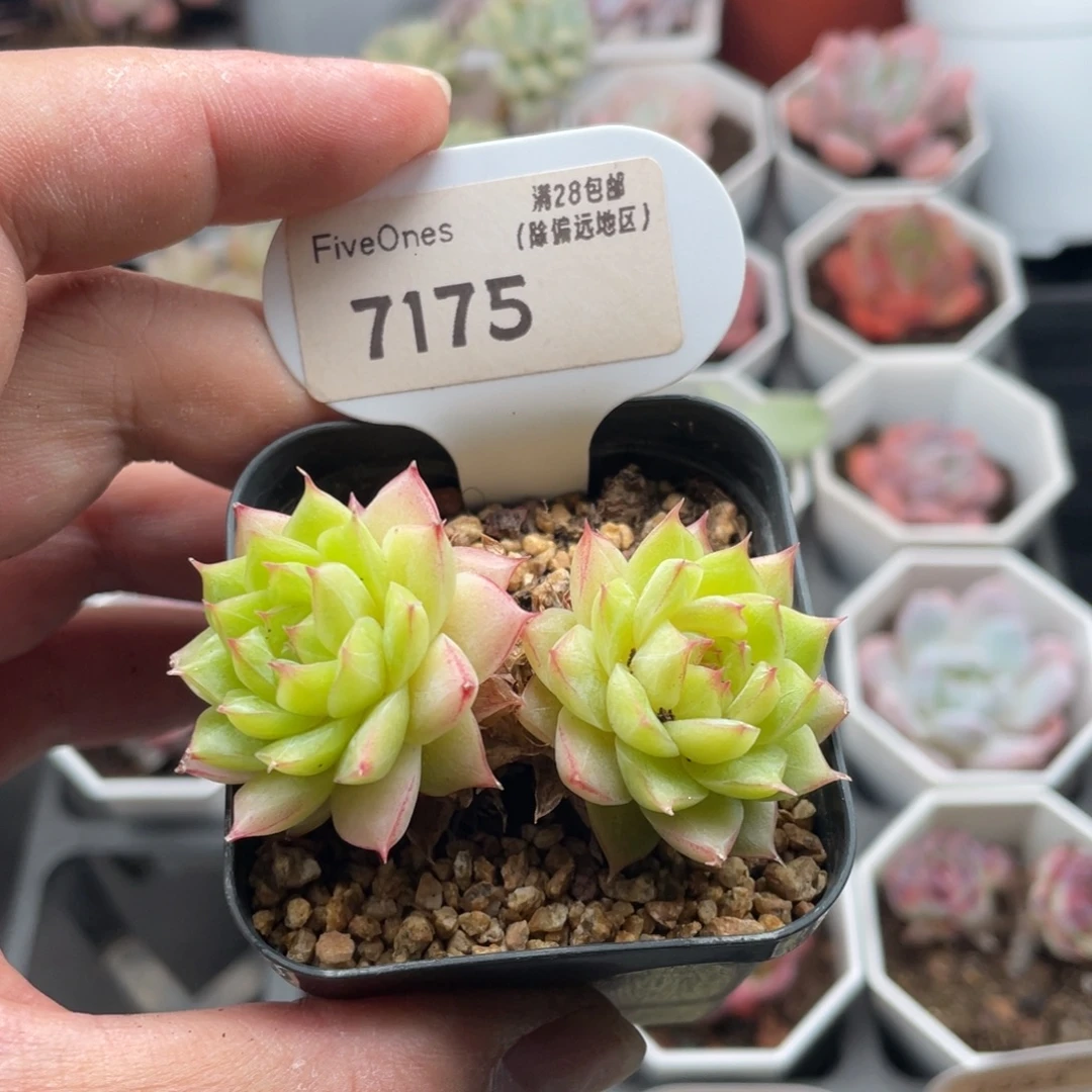 翡翠7175-5.0厘米