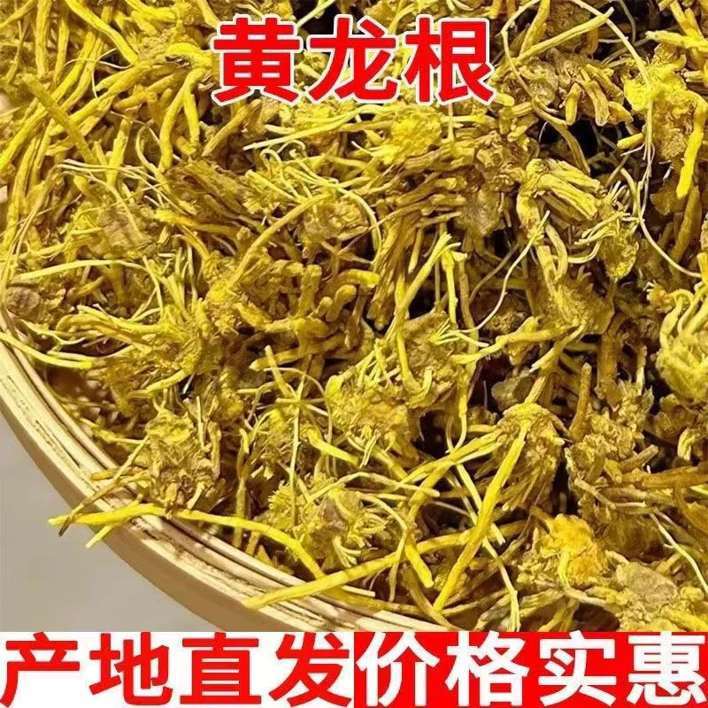 黄龙根正宗雪山黄龙根金龙根雪灵茶黄龙草头根晒干