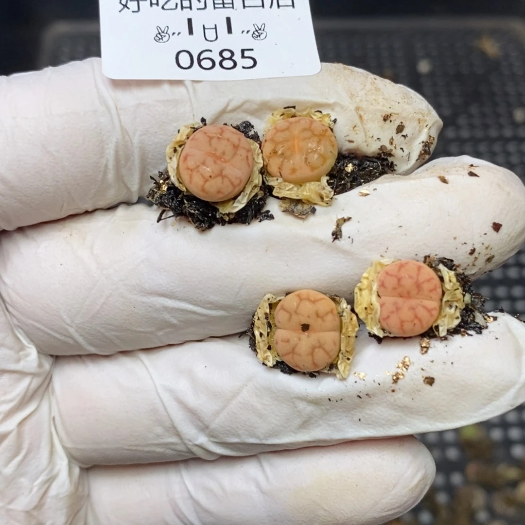 阿*0685。零下拍保温。