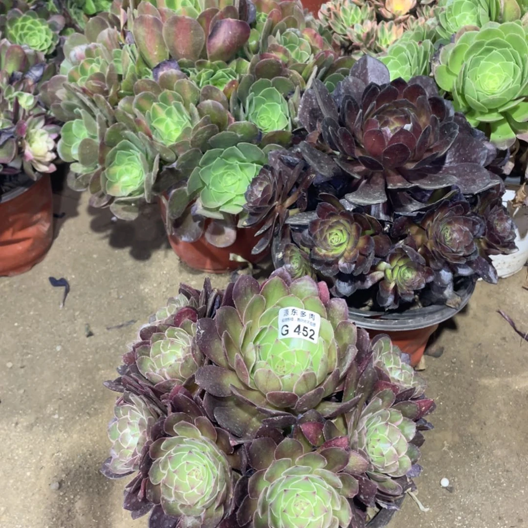 452莲花多肉法师断枝不包