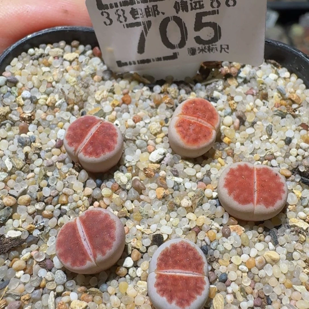 Ssss精品生石花705