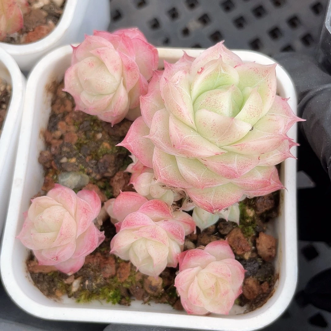 优选潘多拉福利1044