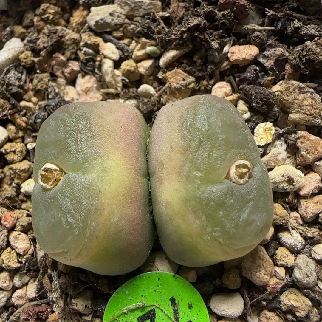 拉登杂交多肉植物726
